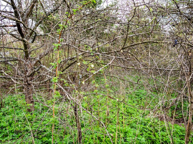 Undergrowth Removal in Katy, TX