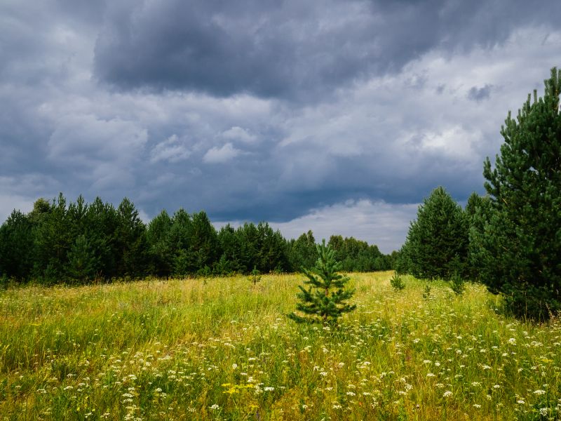 Easement Land Clearing in Atlanta, GA