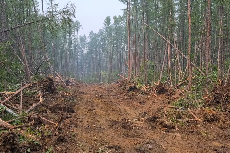 Trees Clearing in Atlanta, GA